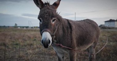 Çayırda Eşek Otlatan Çimen. Kırsal Akşam Sahnesi. 4K 10-bit