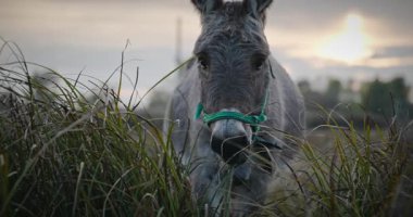 Çayırda Eşek Otlatan Çimen. Kırsal Akşam Sahnesi. 4K 10-bit