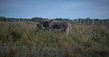 Çayırda Eşek Otlatan Çimen. Kırsal Akşam Sahnesi. 4K 10-bit
