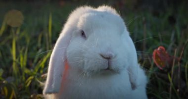 Yeşil Çimenli Şirin Tavşan 4K 10-bit