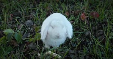 Yeşil Çimenli Şirin Tavşan 4K 10-bit