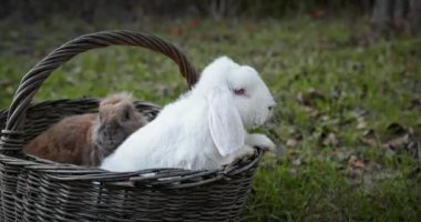 Yeşil Çimenli Şirin Tavşan 4K 10-bit