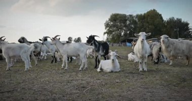 Bir tarlada otlayan keçi sürüsü gibi. Akşam Kırsal Sahne. 4K 10-bit Yavaş çekim 60fps