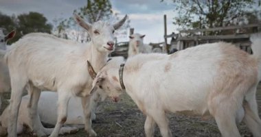Bir tarlada otlayan keçi sürüsü gibi. Akşam Kırsal Sahne. 4K 10-bit Yavaş çekim 60fps