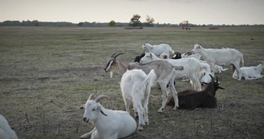 Bir tarlada otlayan keçi sürüsü gibi. Akşam Kırsal Sahne. 4K 10-bit Yavaş çekim 60fps