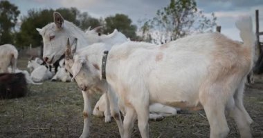 Bir tarlada otlayan keçi sürüsü gibi. Akşam Kırsal Sahne. 4K 10-bit Yavaş çekim 60fps