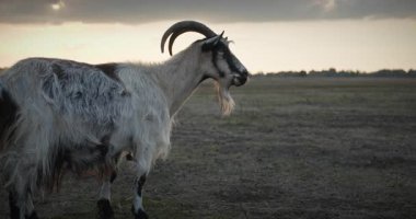 Bir tarlada otlayan keçi sürüsü gibi. Akşam Kırsal Sahne. 4K 10-bit Yavaş çekim 60fps