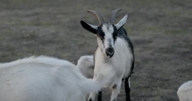 Bir tarlada otlayan keçi sürüsü gibi. Akşam Kırsal Sahne. 4K 10-bit Yavaş çekim 60fps