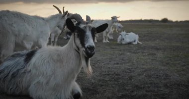 Bir tarlada otlayan keçi sürüsü gibi. Akşam Kırsal Sahne. 4K 10-bit Yavaş çekim 60fps