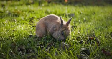 Yeşil Çimenli Şirin Tavşan 4K 10-bit