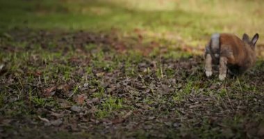 Yeşil Çimenli Şirin Tavşan 4K 10-bit