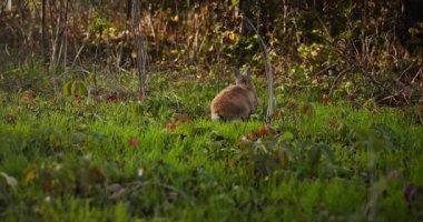 Yeşil Çimenli Şirin Tavşan 4K 10-bit