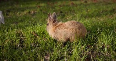 Yeşil Çimenli Şirin Tavşan 4K 10-bit