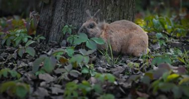 Yeşil Çimenli Şirin Tavşan 4K 10-bit