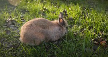 Yeşil Çimenli Şirin Tavşan 4K 10-bit