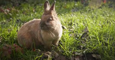 Yeşil Çimenli Şirin Tavşan 4K 10-bit