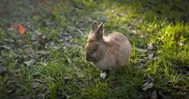 Yeşil Çimenli Şirin Tavşan 4K 10-bit