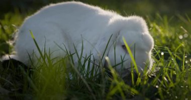 Yeşil Çimenli Şirin Tavşan 4K 10-bit