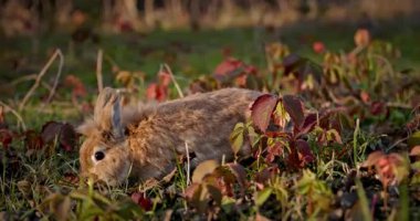 Yeşil Çimenli Şirin Tavşan 4K 10-bit