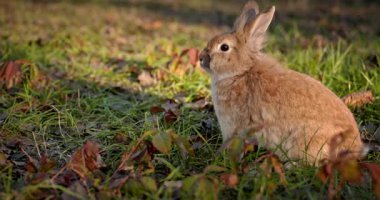 Yeşil Çimenli Şirin Tavşan 4K 10-bit