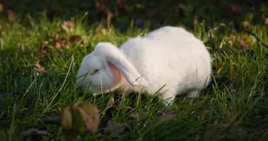 Yeşil Çimenli Şirin Tavşan 4K 10-bit