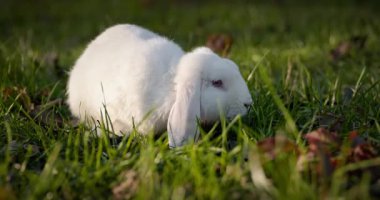 Yeşil Çimenli Şirin Tavşan 4K 10-bit