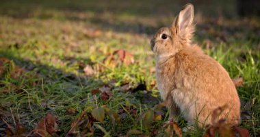 Yeşil Çimenli Şirin Tavşan 4K 10-bit