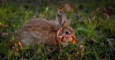 Yeşil Çimenli Şirin Tavşan 4K 10-bit