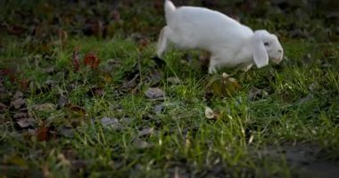 Yeşil Çimenli Şirin Tavşan 4K 10-bit