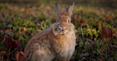 Yeşil Çimenli Şirin Tavşan 4K 10-bit