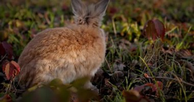 Yeşil Çimenli Şirin Tavşan 4K 10-bit