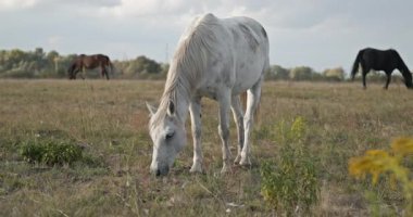 Kırsal bölgedeki çayırlarda otlayan atlar. Kırsal Sahne 4K 10-bit 60fps Yavaş çekim