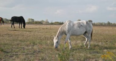 Kırsal bölgedeki çayırlarda otlayan atlar. Kırsal Sahne 4K 10-bit 60fps Yavaş çekim
