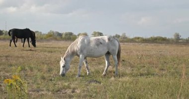 Kırsal bölgedeki çayırlarda otlayan atlar. Kırsal Sahne 4K 10-bit 60fps Yavaş çekim