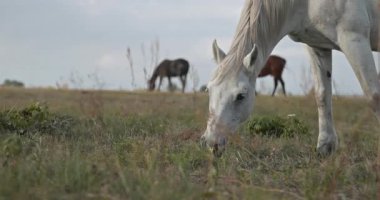 Kırsal bölgedeki çayırlarda otlayan atlar. Kırsal Sahne 4K 10-bit 60fps Yavaş çekim