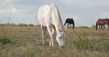 Kırsal bölgedeki çayırlarda otlayan atlar. Kırsal Sahne 4K 10-bit 60fps Yavaş çekim