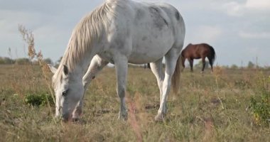 Kırsal bölgedeki çayırlarda otlayan atlar. Kırsal Sahne 4K 10-bit 60fps Yavaş çekim