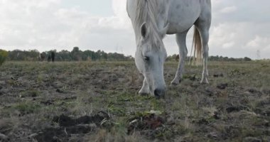 Kırsal bölgedeki çayırlarda otlayan atlar. Kırsal Sahne 4K 10-bit 60fps Yavaş çekim