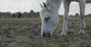 Kırsal bölgedeki çayırlarda otlayan atlar. Kırsal Sahne 4K 10-bit 60fps Yavaş çekim