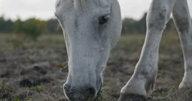 Kırsal bölgedeki çayırlarda otlayan atlar. Kırsal Sahne 4K 10-bit 60fps Yavaş çekim