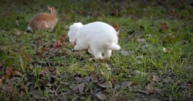 Yeşil Çimenli Şirin Tavşan 4K 10-bit