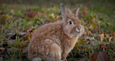 Yeşil Çimenli Şirin Tavşan 4K 10-bit