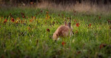 Yeşil Çimenli Şirin Tavşan 4K 10-bit