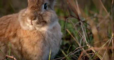 Yeşil Çimenli Şirin Tavşan 4K 10-bit