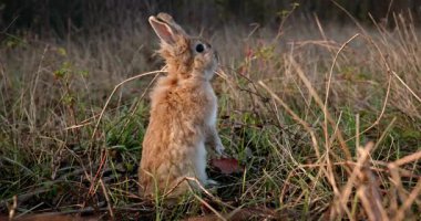 Yeşil Çimenli Şirin Tavşan 4K 10-bit