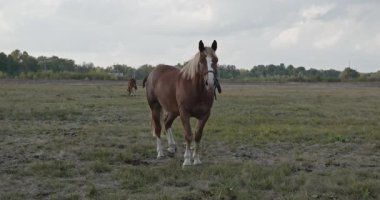 Kırsal bölgedeki çayırlarda otlayan Atlar Sürüsü. Kırsal Sahne 4K 10-bit 60fps Yavaş çekim