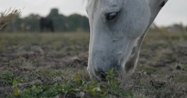 Kırsal bölgedeki çayırlarda otlayan Atlar Sürüsü. Kırsal Sahne 4K 10-bit 60fps Yavaş çekim