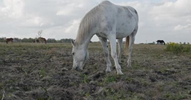 Kırsal bölgedeki çayırlarda otlayan Atlar Sürüsü. Kırsal Sahne 4K 10-bit 60fps Yavaş çekim