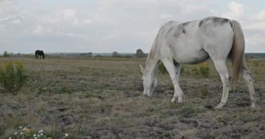 Kırsal bölgedeki çayırlarda otlayan Atlar Sürüsü. Kırsal Sahne 4K 10-bit 60fps Yavaş çekim