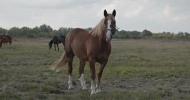 Kırsal bölgedeki çayırlarda otlayan Atlar Sürüsü. Kırsal Sahne 4K 10-bit 60fps Yavaş çekim